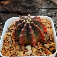 Gymnocalycium G.ศิลามณี  G012 ยิมโนด่าง ไม้เมล็ด รหัสG GYmno variagata seedings ขนาดกระถาง 3 นิ้ว (จัดส่งทั้งกระถาง) #กระบองเพชร #Cactus #ต้นไม้สวยงาม #ต้นไม้สวย