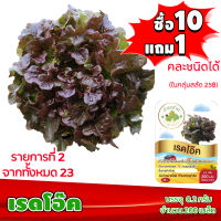 (ซื้อ10แถม1 ฟรีคู่มือ) เมล็ดพันธุ์ เรดโอ๊ค RED OAK (0.2 กรัม 200 เมล็ด) ทำมะชาดฟาร์ม  ผักสลัด เมล็ดพันธุ์สลัด เมล็ดสลัด เม็ดผักสลัด