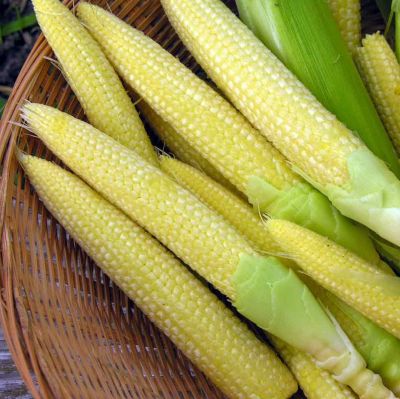 ข้าวโพด 🌽เมล็ดพันธุ์ข้าวโพดฝักอ่อน🌽Baby Corn Seeds
