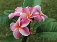 30 เมล็ดพันธุ์ เมล็ด ลั่นทม หรือ ลีลาวดี สายพันธุ์แคระ Frangipani Plumeria Seed นำเข้าจากฮาวาย อัตราการงอก 80-85%.