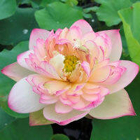 5 เมล็ดพันธุ์ บัว สายพันธุ์ Flowing Clouds Lotus สีชมพู นำเข้าจาก อเมริกา เพาะปลูกและเก็บเมล็ดในไทย ขยายพันธุ์ในไทยได้