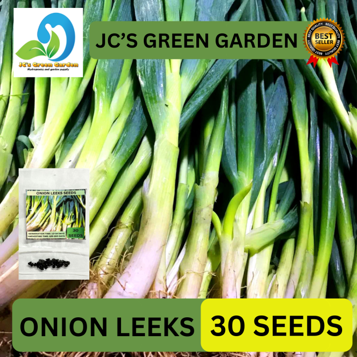 VALUE PACK (30 SEEDS) ONION LEEKS SEEDS/BIG GREEN/HYBRID/FOR PLANTING ...