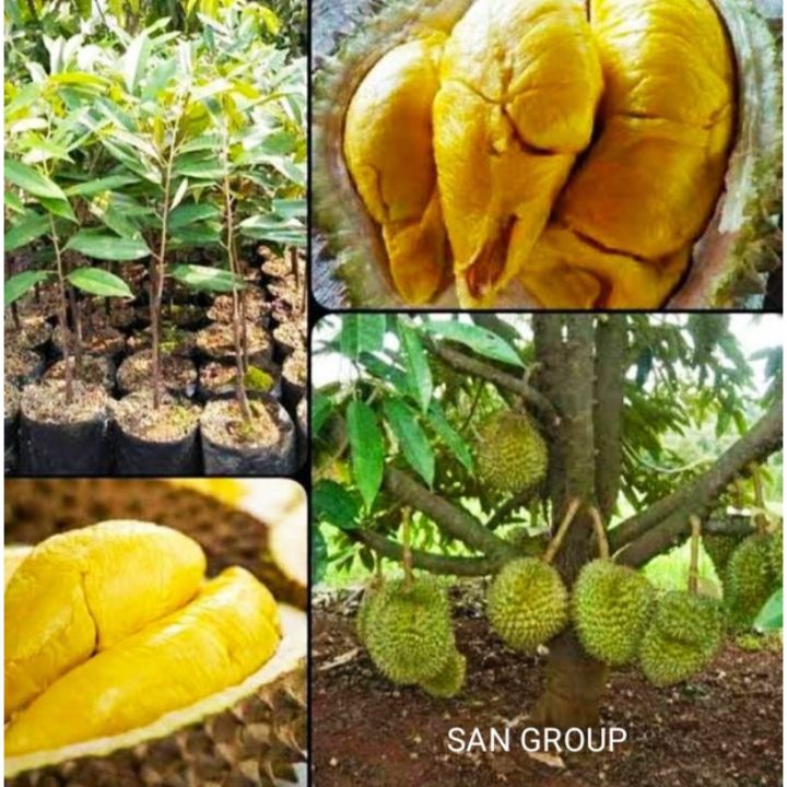 KWALITAS TERBAIK TANAMAN BIBIT DURIAN MUSANG KING MUSANGKING BUAH ...