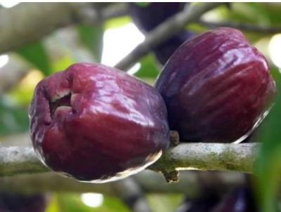 ชมพู่มะเหมี่ยวแดง(red rose apple)เพาะเมล็ดขนาด50ซม.