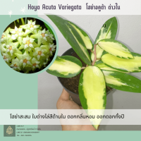 HOYA ACUTA VARIEGATA  โฮย่าอคูต้า ใบด่าง ต้นไม้ดอกหอม ไม้สะสม