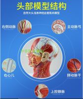 Human head anatomical model medical head median sagittal section with vascular nerve model facial model