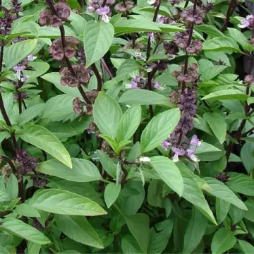 Shop Thai Basil Seed with great discounts and prices online Mar