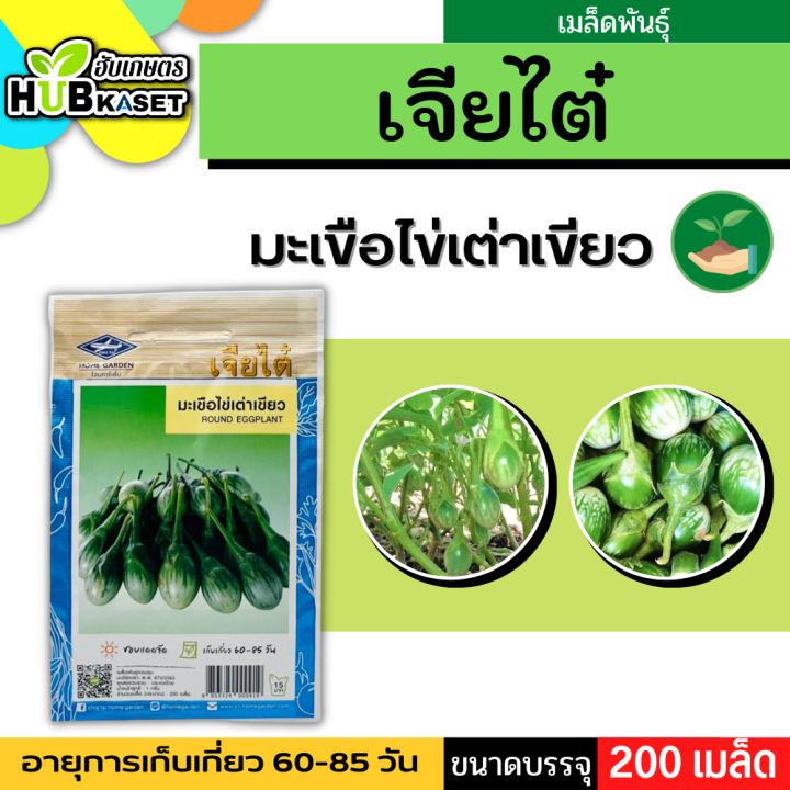 เจียไต๋ 🇹🇭 มะเขือไข่เต่าเขียว ขนาดบรรจุประมาณ 200 เมล็ด อายุเก็บเกี่ยว 60-85 วัน