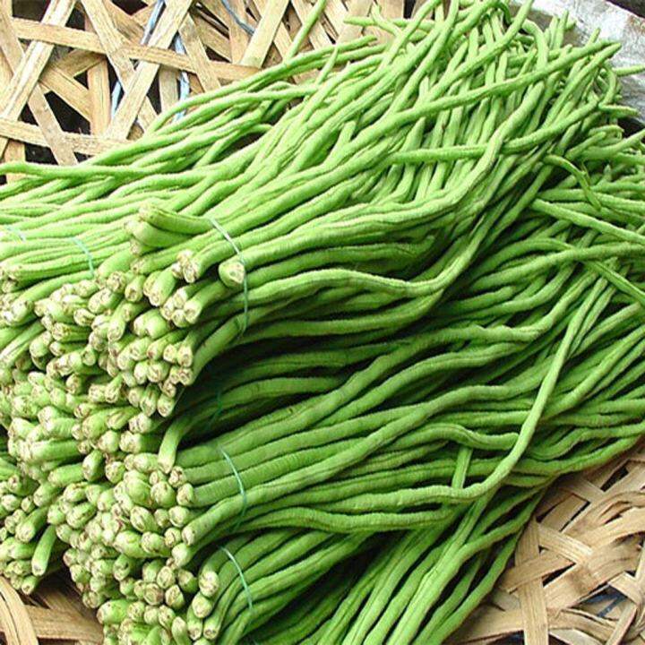 ถั่ว-ถั่วฝักยาว-long-bean-seeds-เนื้อ-ถั่วฝักยาวลายเสือ-ถั่วฝักยาวม่วง-ถั่วฝักยาวเส้น-ปลูกง่ายโตไว