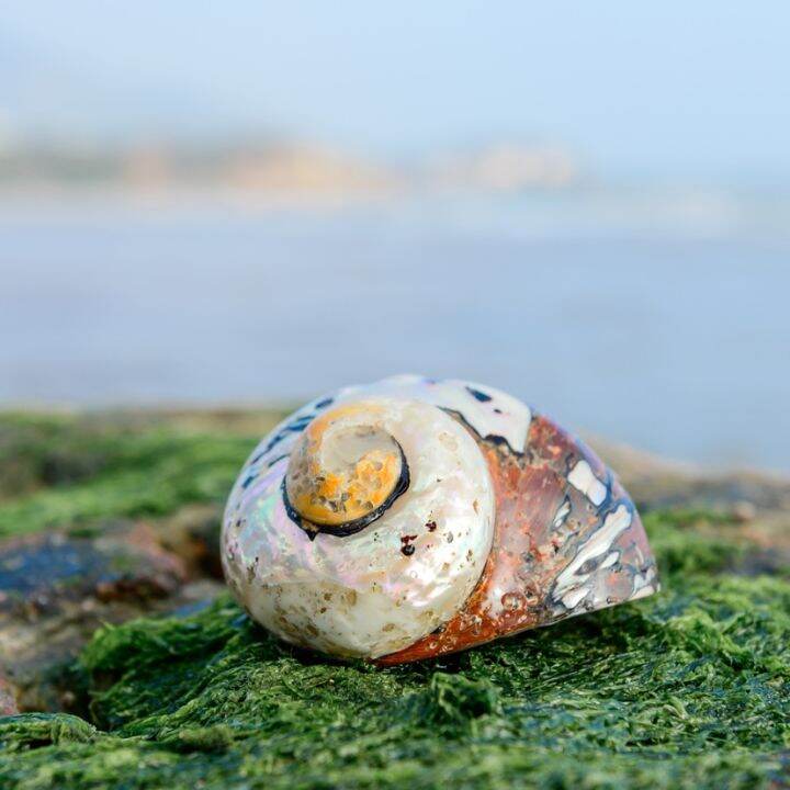 readystock-natural-conch-large-screw-shell-south-africa-turban-shell-creative-room-ornament-lucky-decoration-hermit-crab-special-fish-tank-landscape-yy