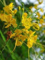 30 เมล็ด เมล็ดพันธุ์ หางนกยูงฝรั่ง สีเหลือง Flame Tree, Flamboyant, Royal Poinciana