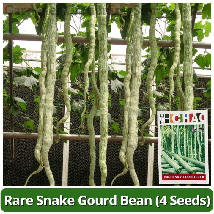 Rare Snake Gourd Bean Seeds (4 Seeds) Chinese Snake Gourd Seeds Python