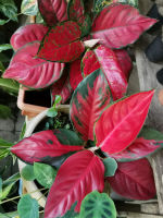 แก้วกาญจนา  สุขสมใจปอง/อัญมณีสามสี/ซุปเปอร์เรด Aglaonema Super Red