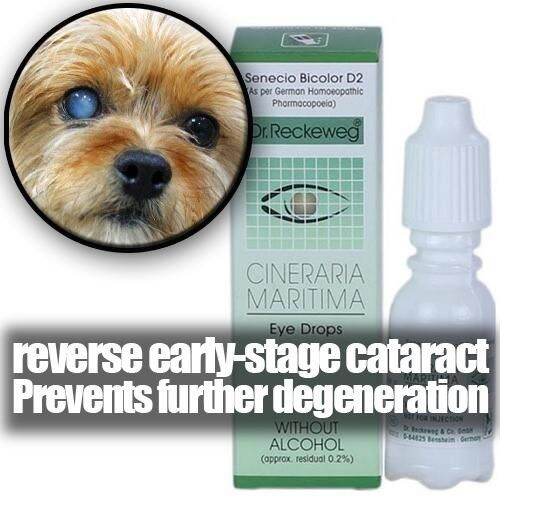 Dr Schwabe CINERARIA MARITIMA Eye Drop for Cataracts in Dog (10ML