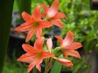 2หัว/ชุด ว่านสี่ทิศ ว่านมงคล amaryllis ดอกสีโอรส พันธุ์พื้นเมือง ทนแดดทนฝน เป็นพันธุ์ที่ให้ดอกสวยงาม ช่อดอกสูง 20-24 ซม