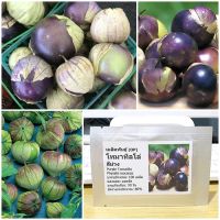 เมล็ดพันธุ์ โทมาทิลโล่ สีม่วง (Purple Tomatillo Seed) 100 เมล็ด คุณภาพดี ราคาถูก ของแท้