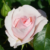 20 เมล็ด กุหลาบ นำเข้า Renaissance Rose Seeds สายพันธุ์ Anna ดอกไม้สีชมพู