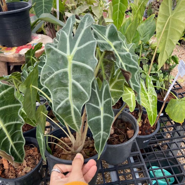 ส่งเร็ว-ต้นแก้วสารพัดนึก-alocasia-amazonica-หรือ-ว่านแก้วสารพัดนึก-กระถาง5-5นิ้ว