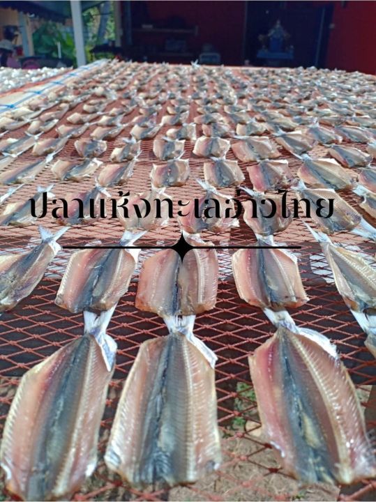 ปลาหวาน-ปลาหลังเขียวหวาน-ปลาหวานทะเลอ่าวไทย-สด-สะอาด-อร่อย-มีฮาลาล-ปลาหวาน-เนื้อปลาล้วนๆ-รสชาดถูกปาก-ปราศจากสารฟอร์มาลีน