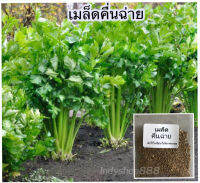 เมล็ดพันธุ์ขึ้นฉ่าย 1000 เมล็ด 9 บาท [ซื้อ 10 แถม 1]