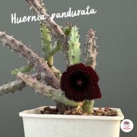 เก๋งจีน Huernia pandurata แคคตัส กระบองเพชร cactus&amp;succulent