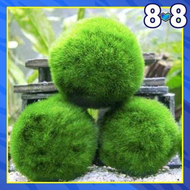 JAPAN IMPORT MARIMO / MOSS BALL / MOSS BALL PETS / LAKE BALL / NUTRIENT