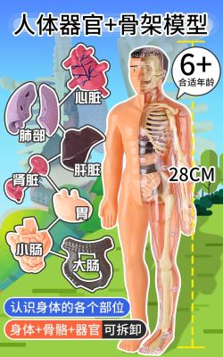 Human organs bone model childrens medical anatomy remove the torso simulation body internal structure teaching toys