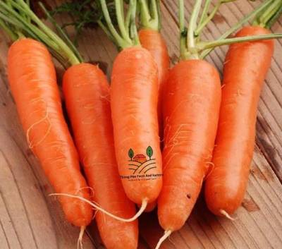 แครอท แครอทชินคูโรดะ Shin Kuroda Carrot Seed เมล็ดพันธุ์แครอท บรรจุ 50 เมล็ด 10 บาท