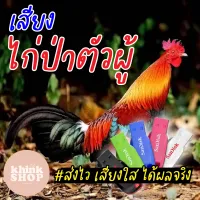 เสียงต่อไก่ป่าตัวผู้ เมมเสียงไก่ป่าตัวผู้ แฟลชไดร์ฟเสียงต่อไก่ป่าตัวผู้ มีเก็บเงินปลายทาง