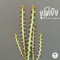 ยูโฟเบีย Euphorbia Aeruginosa แคคตัส กระบองเพชร cactus&amp;succulent