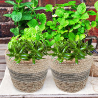 PickEgg 3pcs Straw Plant Pot ตะกร้าดอกไม้ทอที่ละเอียดอ่อนตะกร้าดอกไม้งานแต่งงานตกแต่งบ้าน