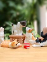 ❀❀ Pastoral style kitten photo doll blind box toy fish tank succulent bonsai dress up decoration bakery cake ornaments