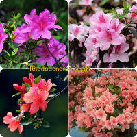 เก็บเงินปลายทาง COD 50 แคปซูลต่อแพ็ค Rhododendron Azalea Seeds เมล็ดพันธุ์แท้100% เมล็ดพันธุ์ ต้นไม้ประดับ ไม้ประดับ เมล็ด ต้นไม้ตกแต่ง Plants ของแต่งสวน แต่งสวน อุปกรณ์แต่งสวน อัตราการงอกสูง ปลูกได้ทั่วไทย ในสต็อกในประเทศไทย