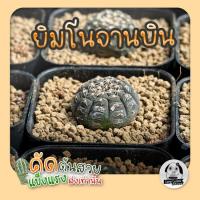 โปรโมชั่น ต้นยิมโนจานบิน ( ต้นกระบองเพชร Gymnocalycium Ragonesei )แคคตัส ราคาถูก  แคคตัส กระบองเพรช ตะบองเพรช ไม้จิ๋ว ไม้ตั้งโต๊ะทำงาน ไม้ประดับ ไม้มงคล ไม้ดอก