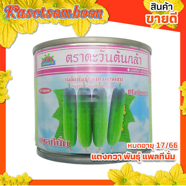 เมล็ดแตงกวา-พันธุ์-แพลทินั่ม-ตะวันต้นกล้า-50-กรัม-ผิวเขียวอ่อน-ผลยาว-11-13-ซม-ตรา