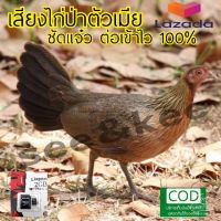 เสียงไก่ป่าตัวเมีย เสียงหมานผ่านสนามมาแล้ว  ชัดแจ๋ว ได้ผลแน่นอน100% เมมพร้อมเสียงไก่ป่าตัวเมม ใส่ในลำโพงบลูทูธ ในโทรศัพท์ได้หมด