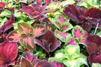 50 เมล็ด เมล็ดพันธุ์ ฤาษีผสม Coleus Seed อัตราการงอก 80-90% มีคู่มือปลูก