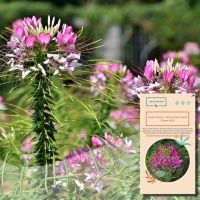 เมล็ดดอกไม้แมงมุม,Cleome Spinosa สีม่วง,เมล็ดดอกไม้ [ไม่ใช่พืช! เป็นเมล็ดพันธุ์] [คลังสินค้าจุด][ขายตรงจากโรงงาน][ของแท้อย่างเป็นทางการ][โปรโมชั่นลดราคา][50 เมล็ดพันธุ์][เมล็ดผลไม้][เมล็ดพันธุ์ผัก][อร่อยจัง][ปลอดภัย][คลังสินค้าจุด][ผลผลิต89%][ความดีงาม]