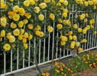 30 เมล็ด เมล็ดพันธุ์ กุหลาบ สายพันธุ์ อังกฤษ เลื้อย สีเหลือง ดอกใหญ่ Climbing Rose Seed นำเข้าจากต่างประเทศ พร้อมคู่มือ เมล็ดใหม่