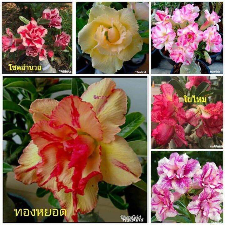 12-เมล็ด-เมล็ดพันธุ์-ชวนชม-สายพันธุ์ฮอลแลนด์-คละสี-adenium-seeds-กุหลาบทะเลทราย-desert-rose-ราชินีบอนไซ-อัตรางอก-80-90-มีคู่มือปลูก