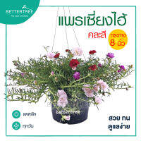 แพรเซี่ยงไฮ้คละสี กระถาง8นิ้ว Portulaca grandiflora  พร้อมลวดแขวน ไม้กลางแดด ไม้คลุมดิน