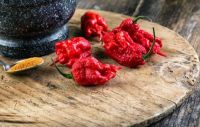 20 เมล็ด เมล็ดพริก สายพันธุ์ CAROLINA REAPER พริกเผ็ดที่สุดในโลก  อัตราการงอก 70-80% Strawberry seeds