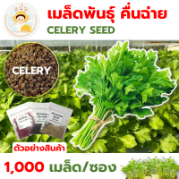 *ส่งด่วน* เมล็ดพันธุ์ คื่นฉ่าย ขึ้นฉ่าย ขึ้นช่าย Leaf Celery Seed เซเลอรี่ ปลูกผัก สวนครัว เมล็ดผัก [1 ซอง 1000 เมล็ด]