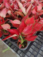 Super Red Aglaonema ซุปเปอร์เรด ไม้มงคล ในกระถาง4นิ้ว อัญมณีซุปเปอร์เรด ตระกูลแก้วกาญจนาหรืออโกลนีมา (Aglaonema) ความสูงของต้นไม้รวมกระถาง 25-30 ซม. ลักษณะโดดเด่นคือใบมีสีแดงแซมเขียวเล็กน้อย ก้านเรียวเล็ก