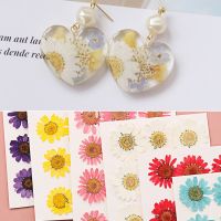 12PCS/Bag Hot Sale Makeup Crafts Resin Pressed Art Jewelry Making Daisy Dried Flower