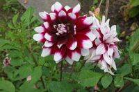 35 เมล็ด เมล็ดพันธุ์ Home Plant Mystery Dahlia สายพันธุ์ยุโรป ดอกรักเร่ นำเข้าจากอังกฤษ ดอกใหญ่ พร้อมคู่มือปลูก Dahlia seed