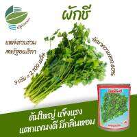 เมล็ดพันธุ์ ผักชี (Coriander) จำนวน 2,100 เมล็ด (3กรัม) ต้นใหญ่ แข็งแรง แตกแขนงดี มีกลิ่นหอม