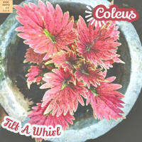 [ฤๅษีผสม หางนกยูงแดง] Coleus Tilt A Whirl แคคตัส ต้นไม้ ไม้หนาม ไม้ทนแล้ง กุหลาบหิน ไม้อวบน้ำ พืชอวบน้ำ succulent cactus กระบองเพชร ของขวัญ