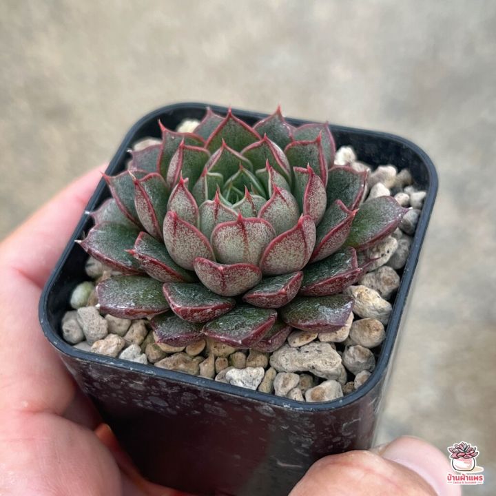 สุดคุ้ม-echeveria-yamatomini-ไม้อวบน้ำ-กุหลาบหิน-cactus-amp-succulentหลากหลายสายพันธุ์-ราคาถูก-พรรณ-ไม้-น้ำ-พรรณ-ไม้-ทุก-ชนิด-พรรณ-ไม้-น้ำ-สวยงาม-พรรณ-ไม้-มงคล