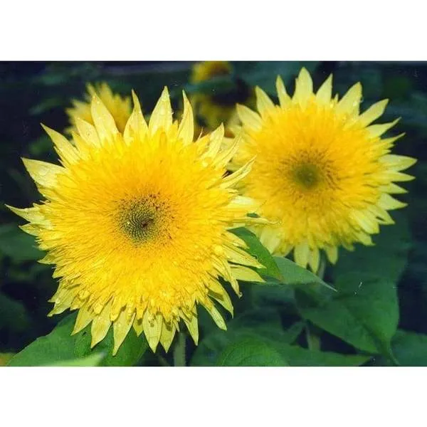 เมล็ดพันธุ์ ทานตะวัน เลม่อน ออร่า (Lemon Aura F1 Sunflower Seed) บรรจุ